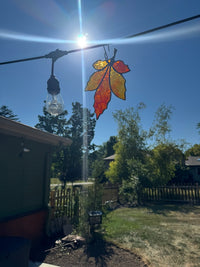 Maple Leaf - Autumn