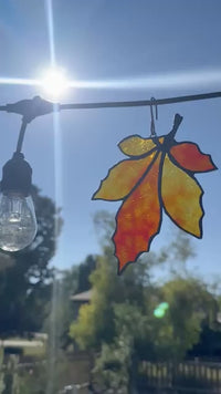Maple Leaf - Autumn — video